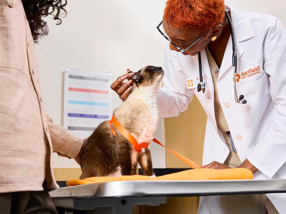 Kiera Kienle, DVM, petting a Siamese cat in an exam room next to the owner