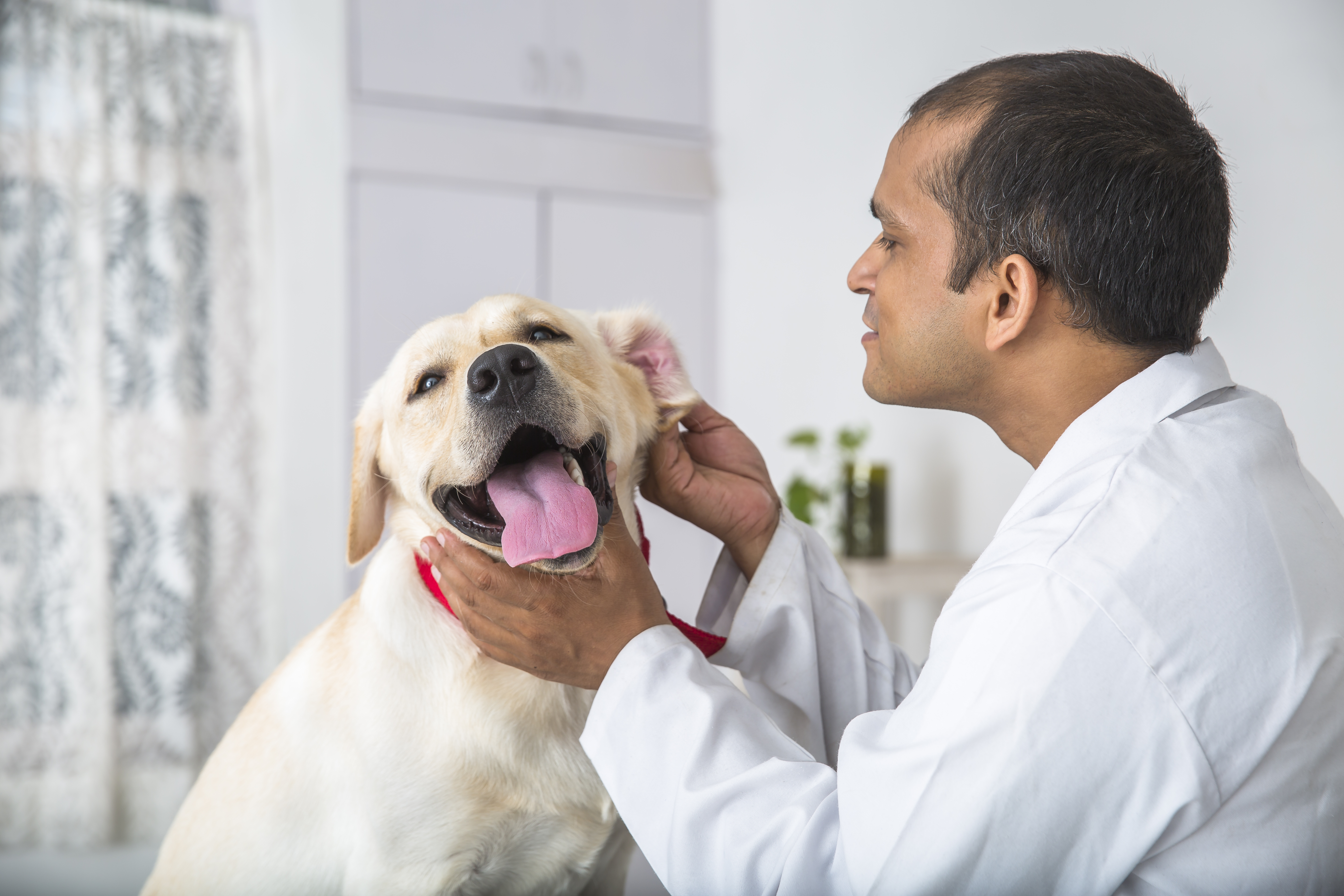 dog ear