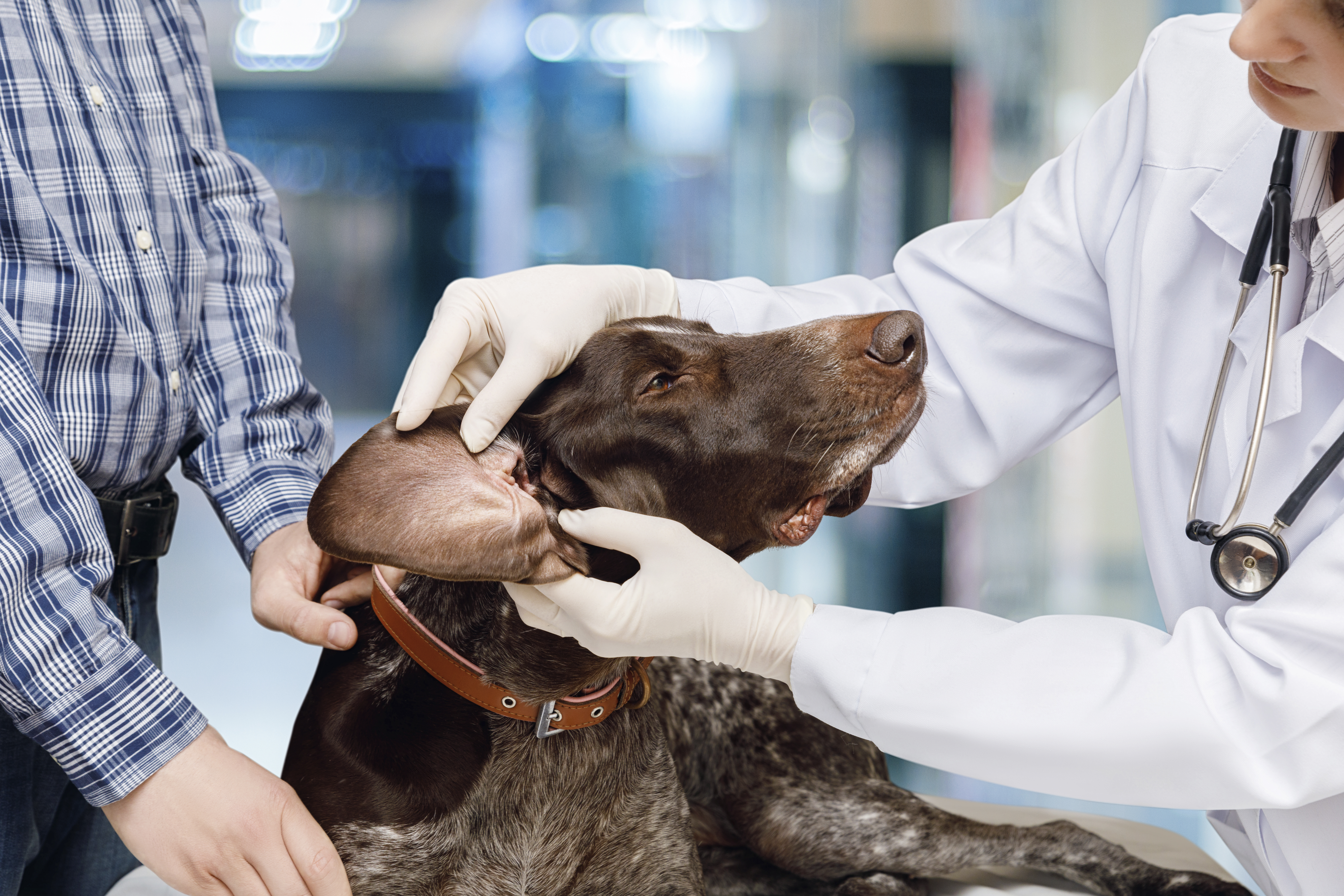 A veterinarian examines a brown Pointer's ears