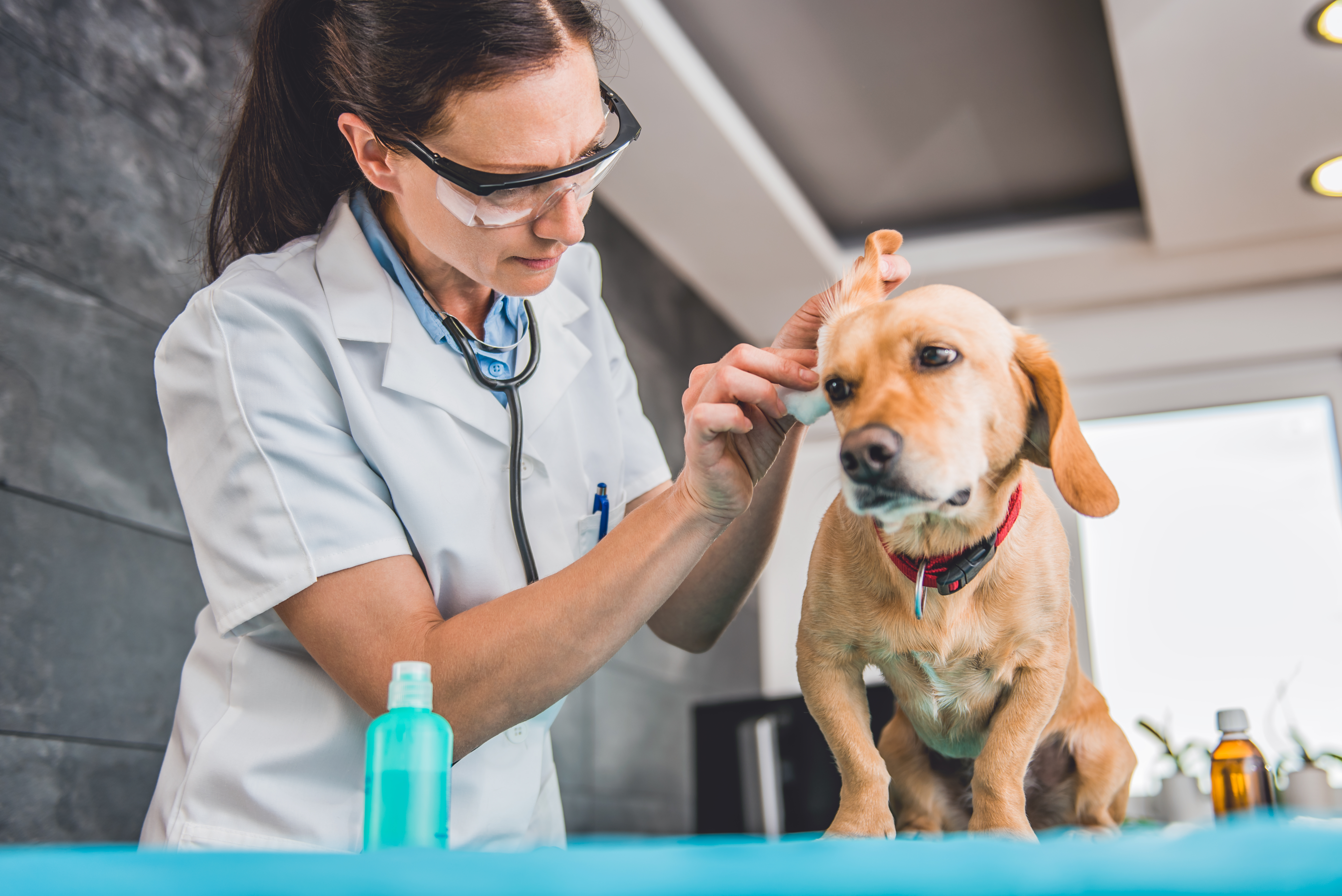 dog ear cleaning