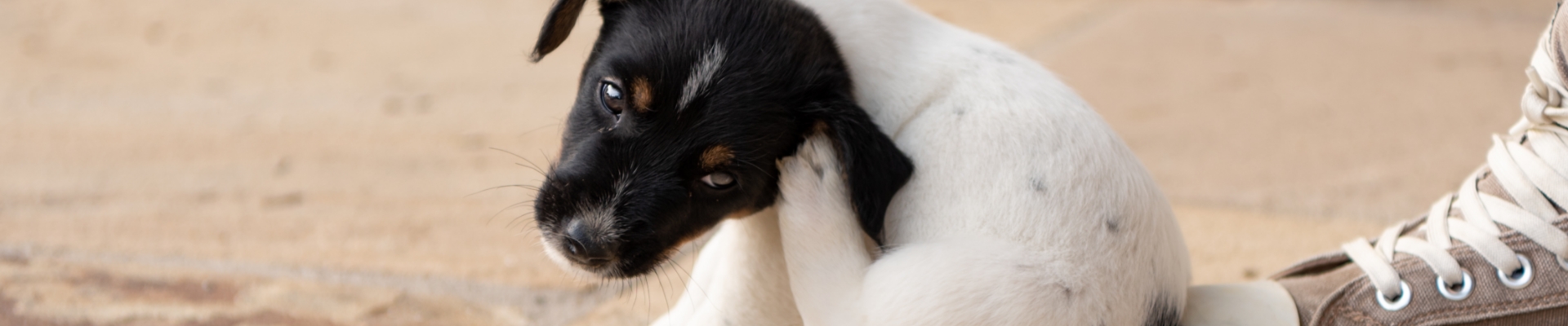A young Jack Russell Terrier puppy scratches its ear
