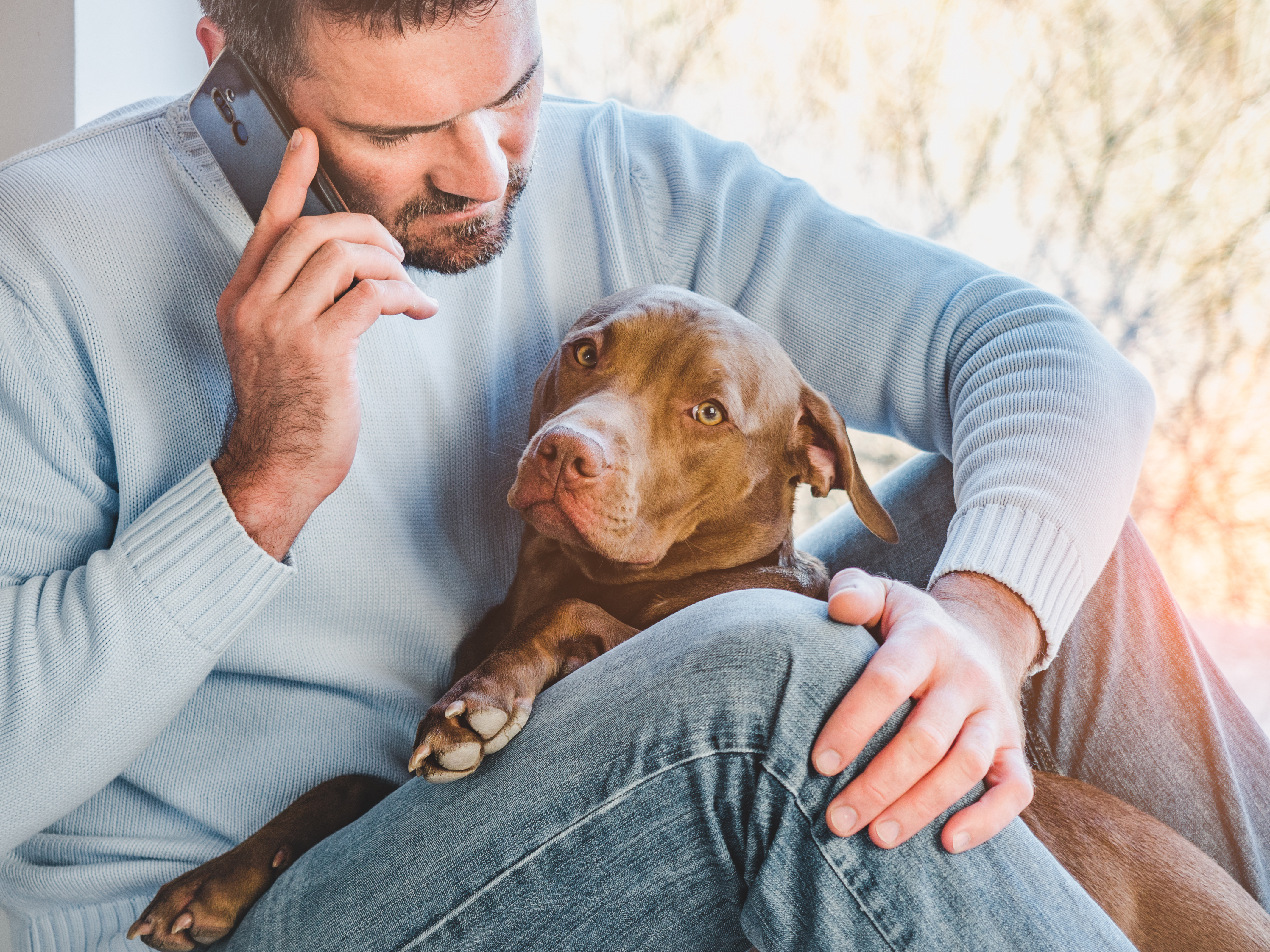 A man on his mobile phone with his Labrador retriever in his lap