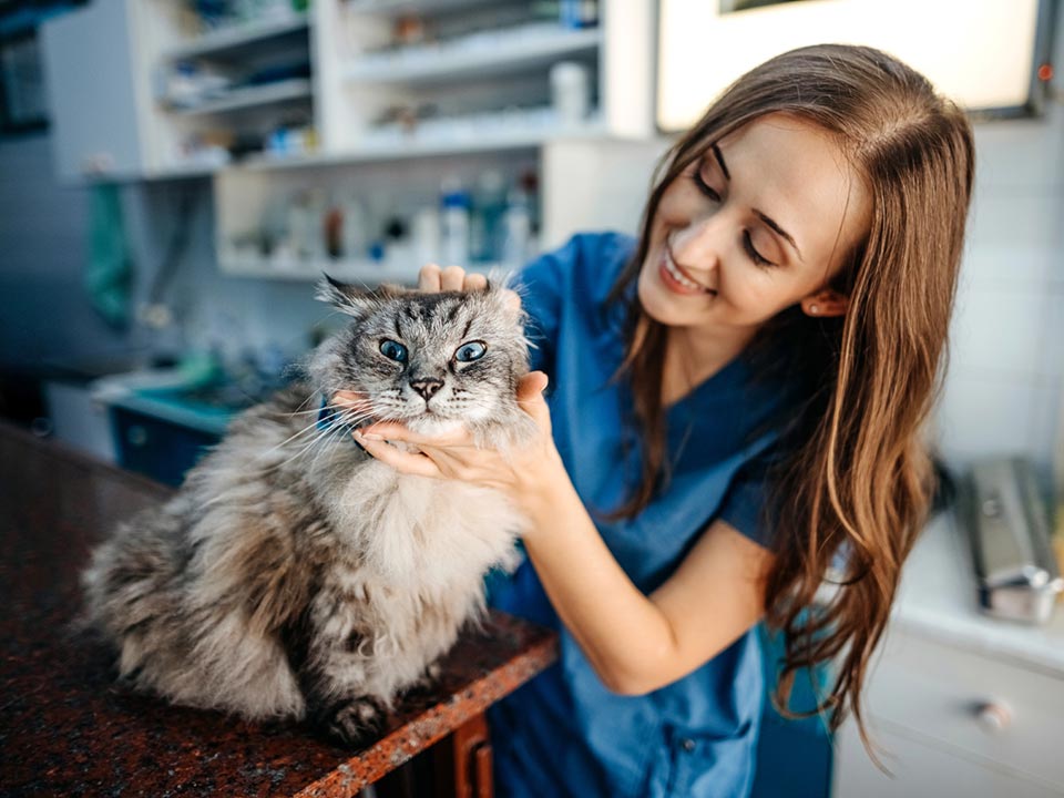 A woman in a blue shirt petting her silver cat