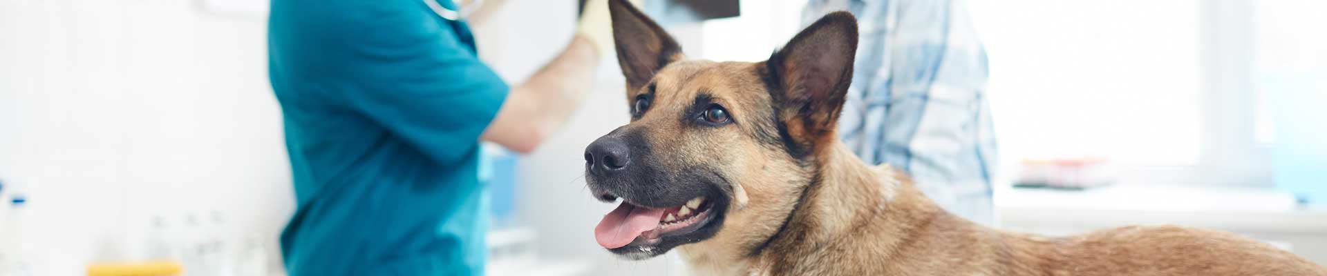 A German Shepherd sitting in an exam room with a vet tech