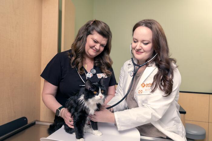 Veterinarian Kaylin Wells examines a cat with the help of Allison, LVT