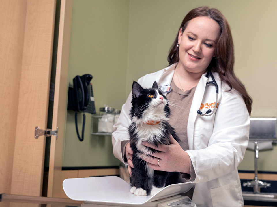 Kaylin Wells, DVM, weighing a cat during an exam
