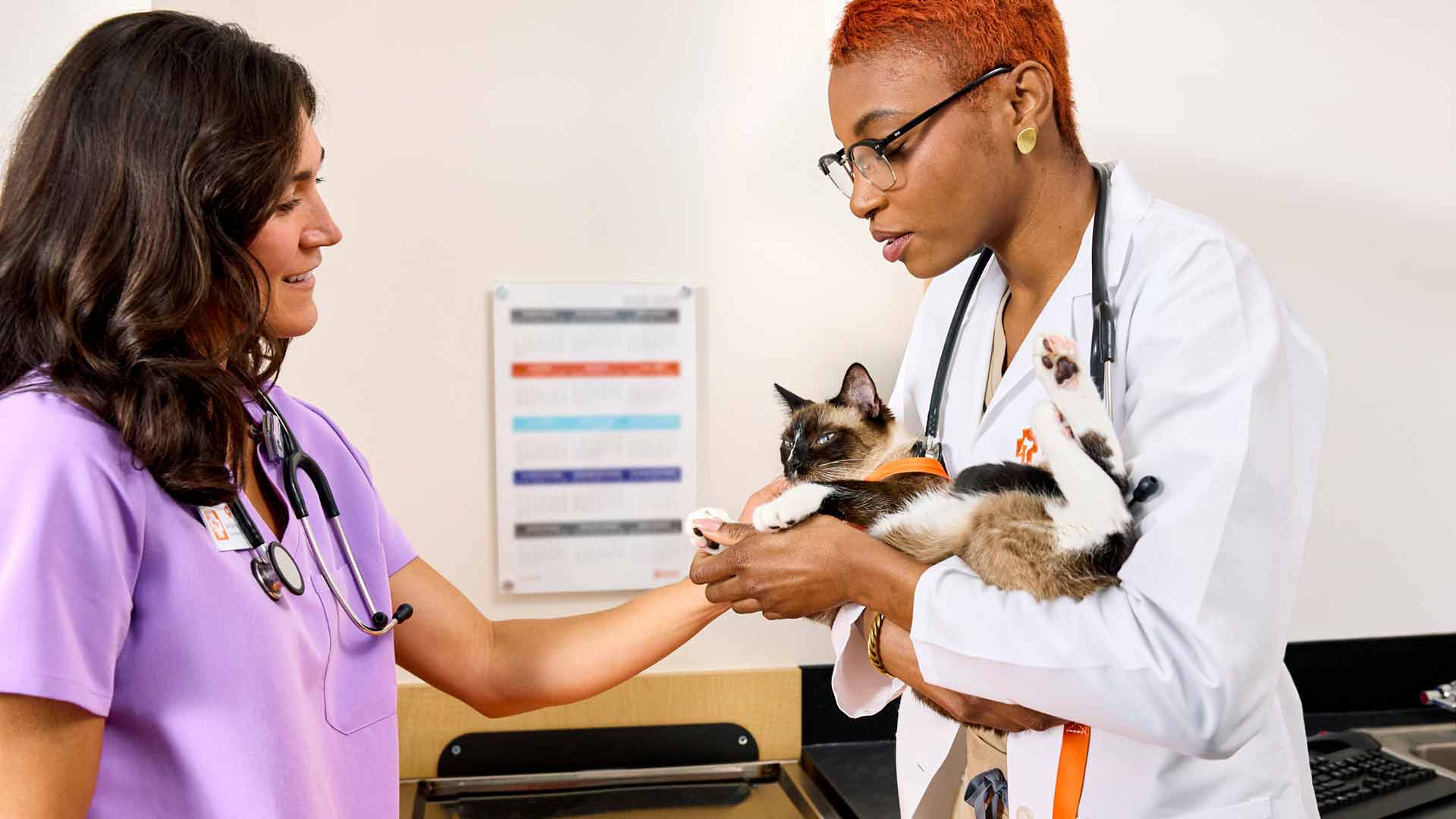 Kiera Kienle, DVM, and Taylor, CVT, examines the claws and paw of a Siamese cat