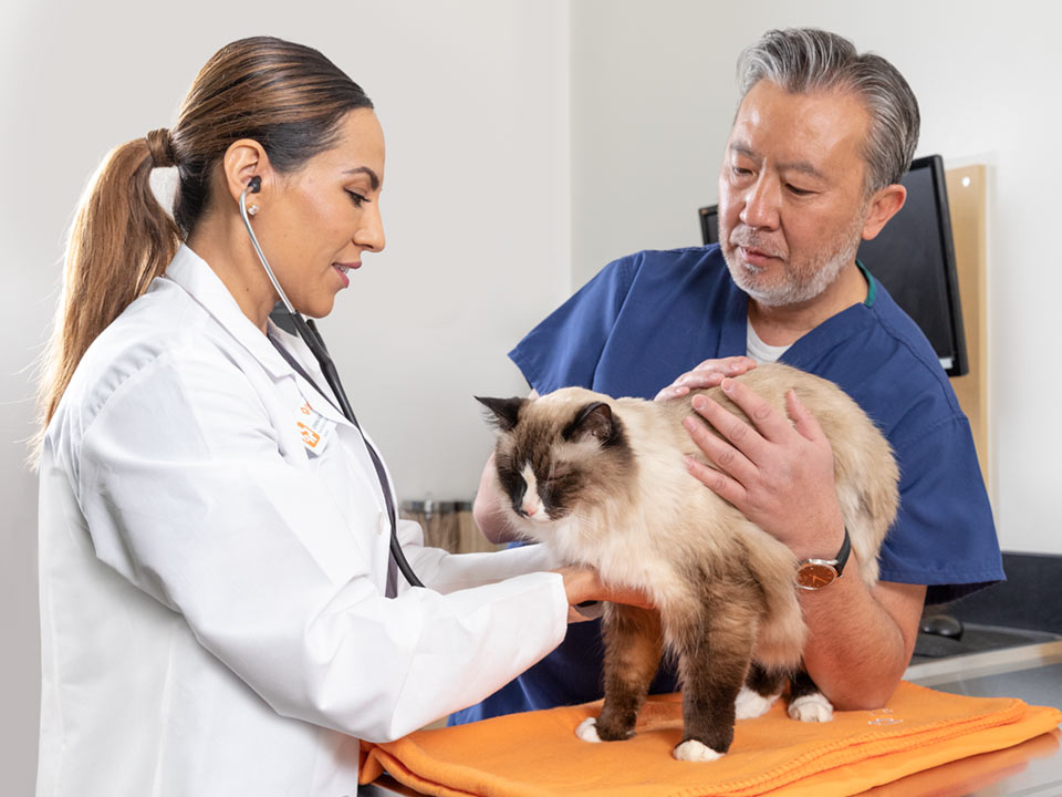 Jovanna Radillo, DVM, examining a Siamese cat with the help of a vet tech