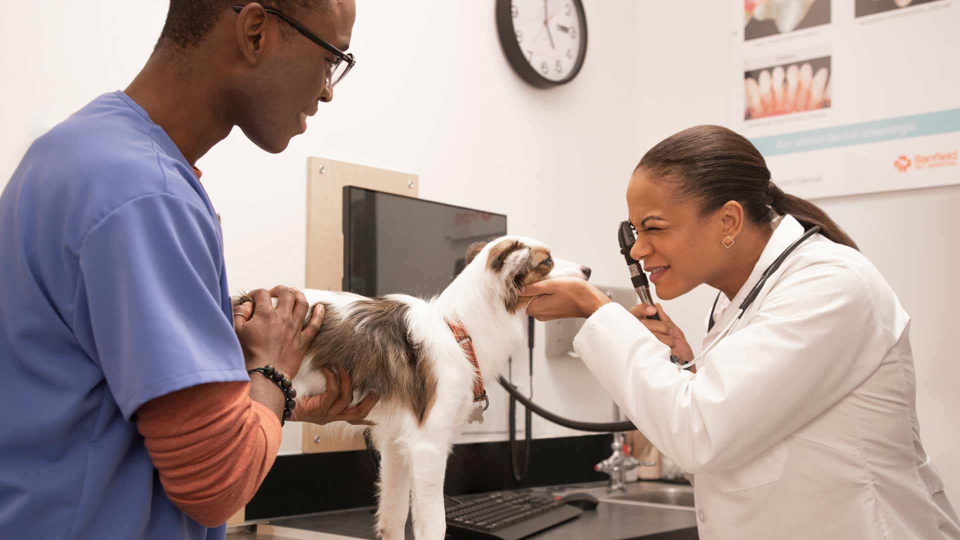A dog getting its ears examined