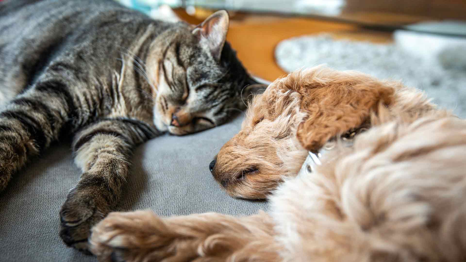 A puppy sleeps on the couch with a house cat