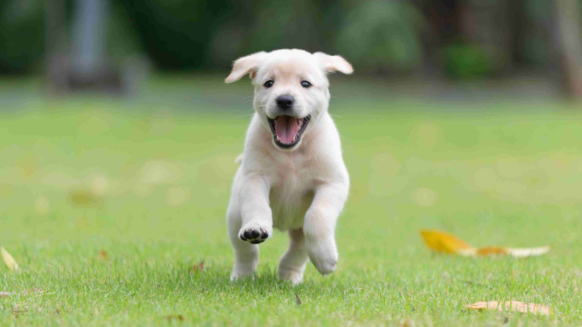 A Golden Retriever puppy running through an open field