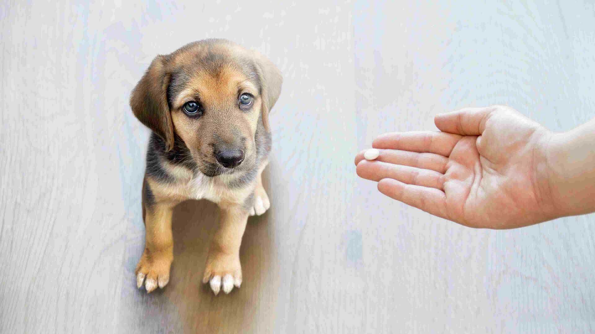 A puppy being fed medicine by their owner