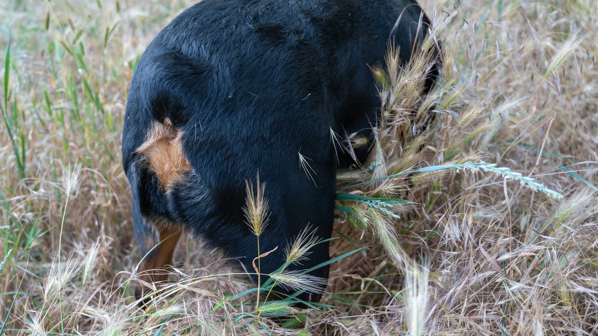 How to avoid foxtails 