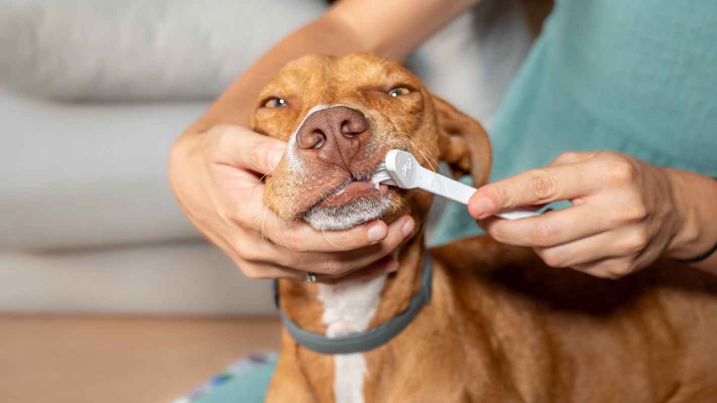 How to brush your dog's teeth