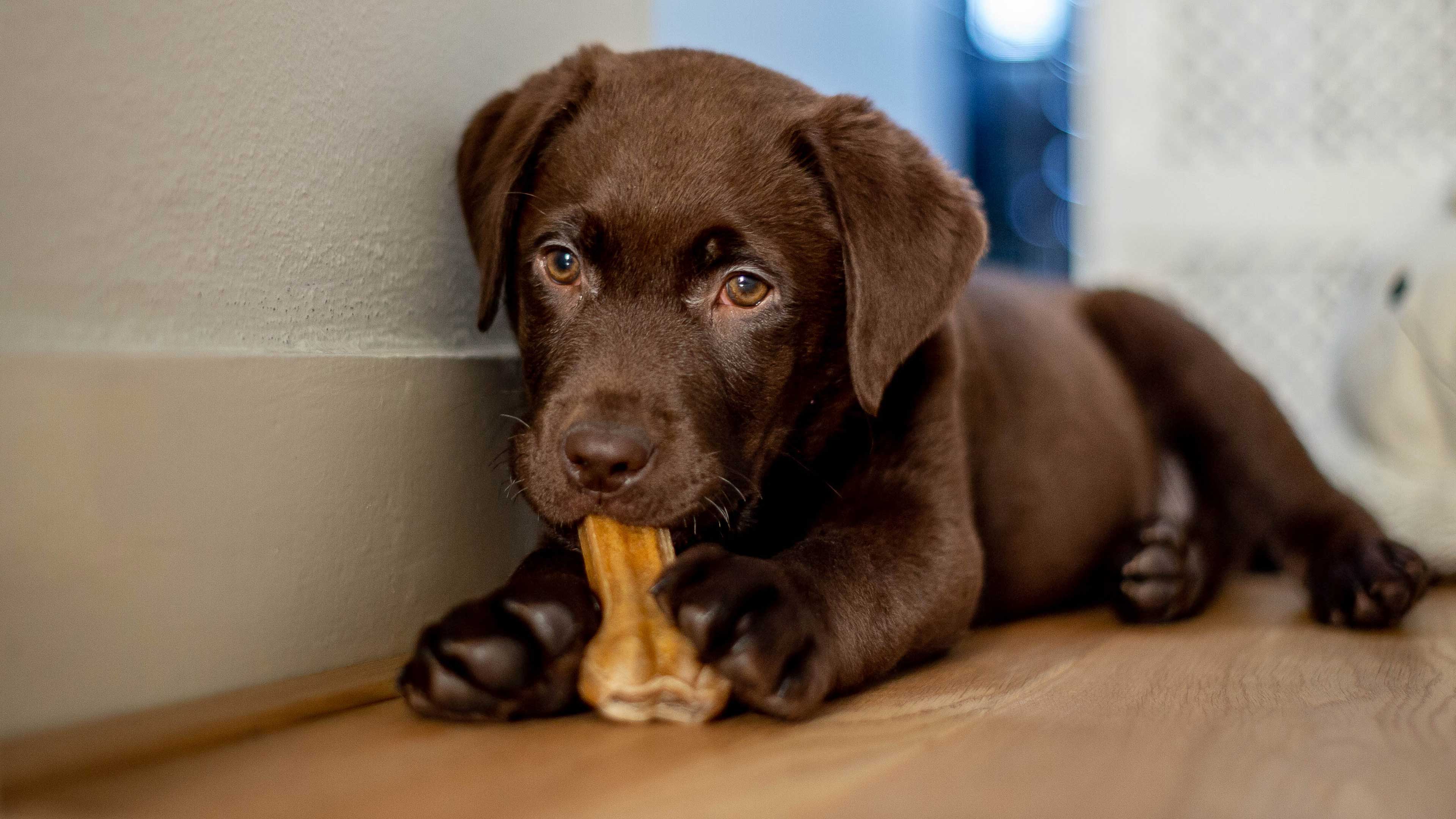 How to brush puppy's teeth