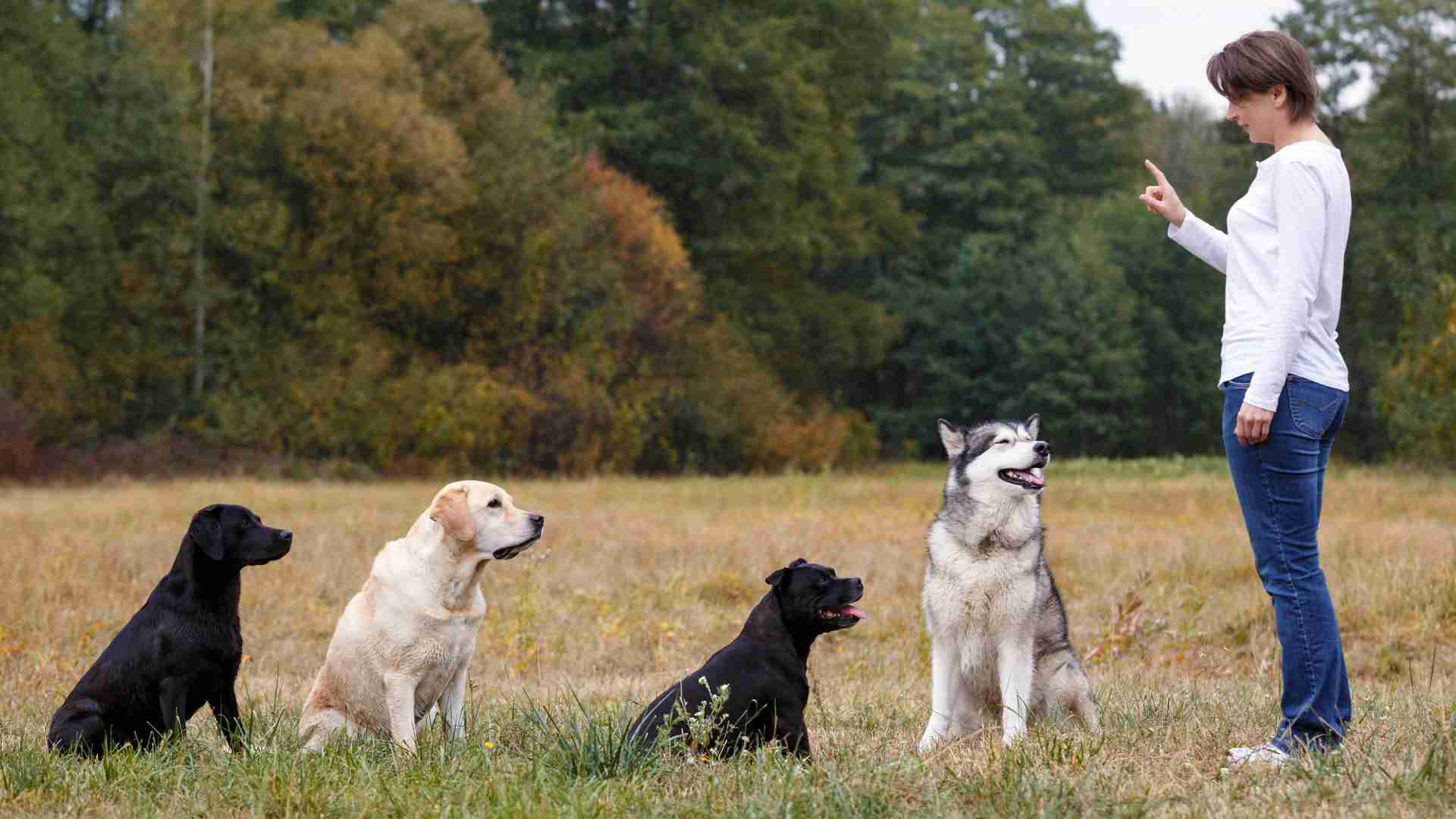 Helping dogs listen