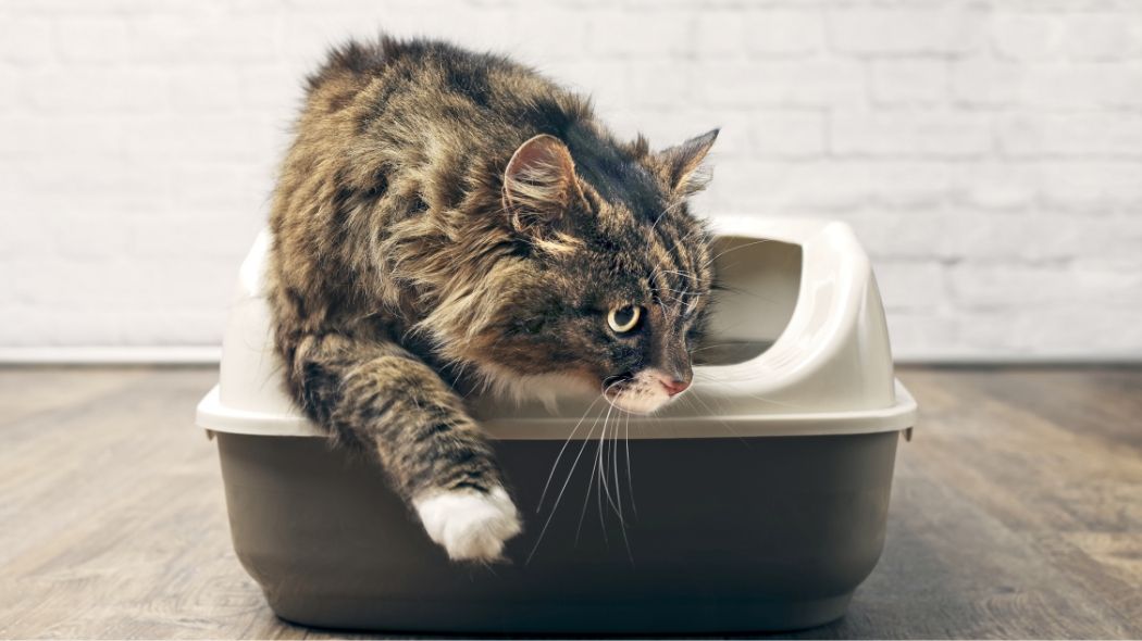 kitty litter