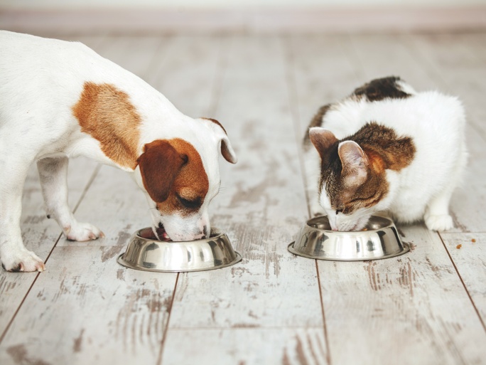 A small dog and a cat eat next to each other out of separate bowls.