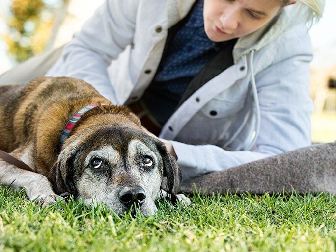 A dog with droopy eyes laying down