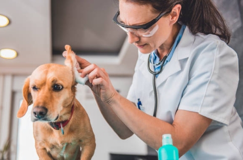 A dog getting its ears examined