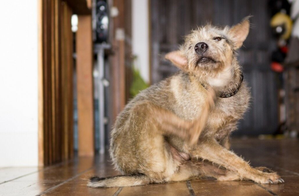 A short-haired dog scratching the back of its neck and ear