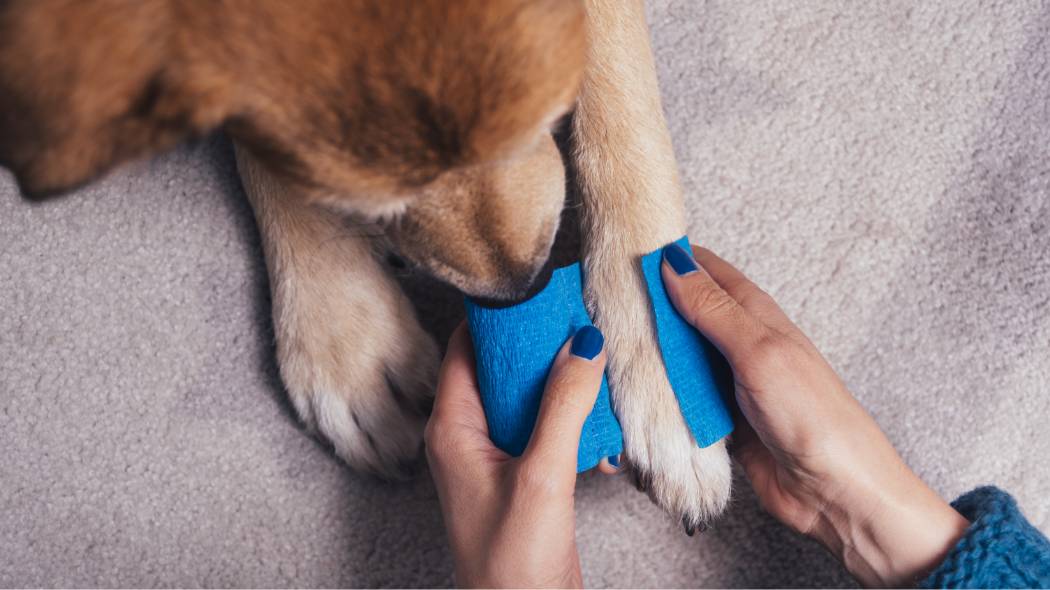 A dog getting it's leg wrapped