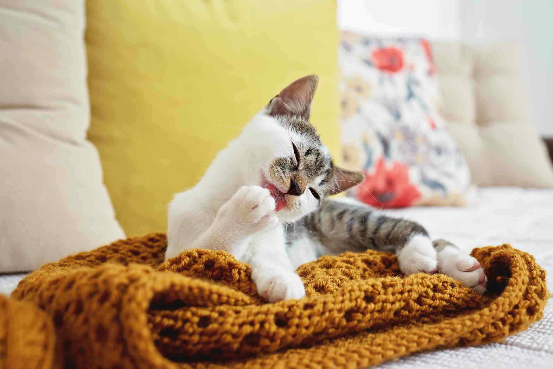 A small cat licking its front paw