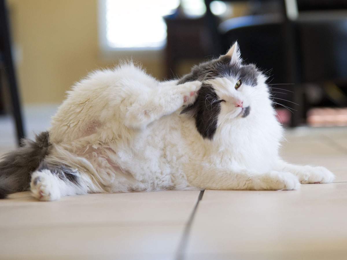A shaggy white cat scratching it's head