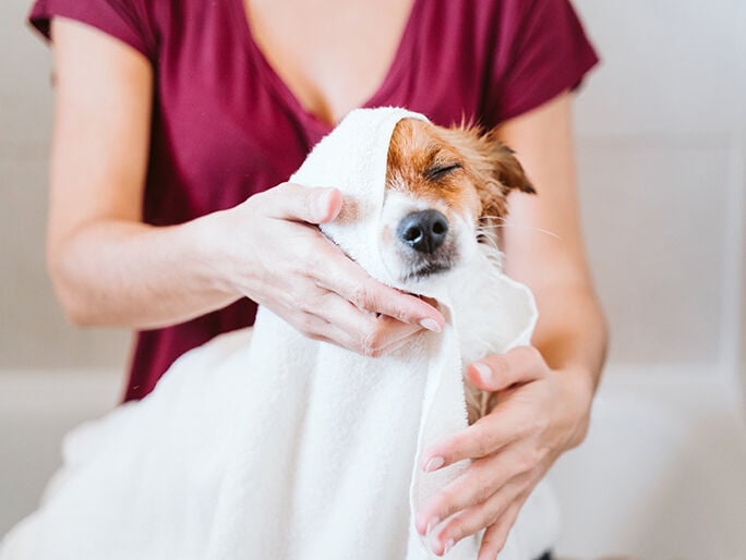 A brown and white dog toweled off after a bath