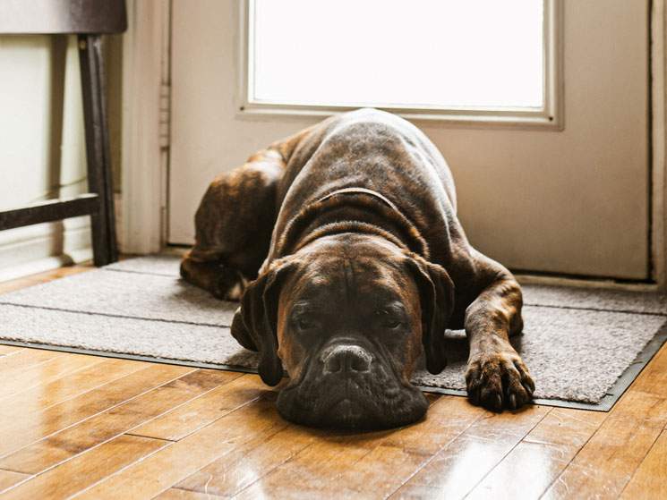 A big brown dog laying by it's doggy door