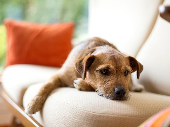 A tired dog laying on the couch