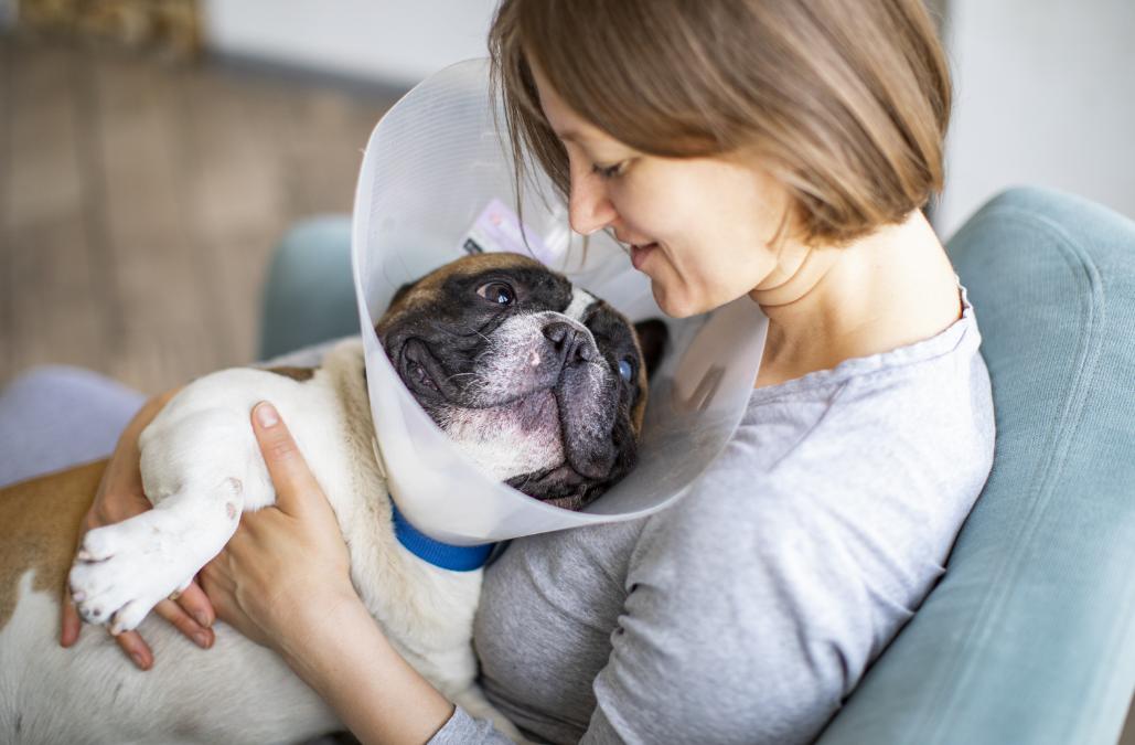 dog on owner lap