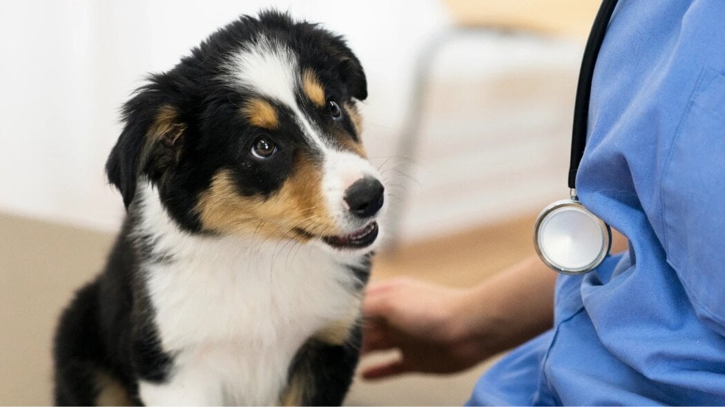 A black and white puppy being looked at by a vet professional