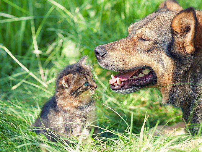 A kitten staring at a large dog