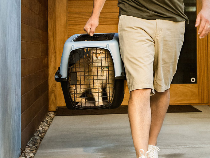 cat with owner