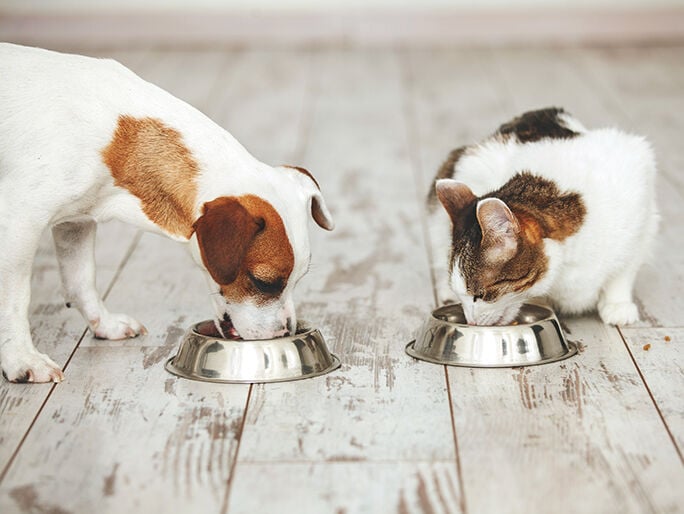 dog and cat having food