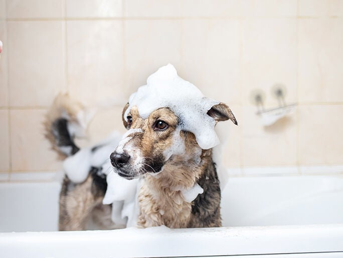 dog is covered with form