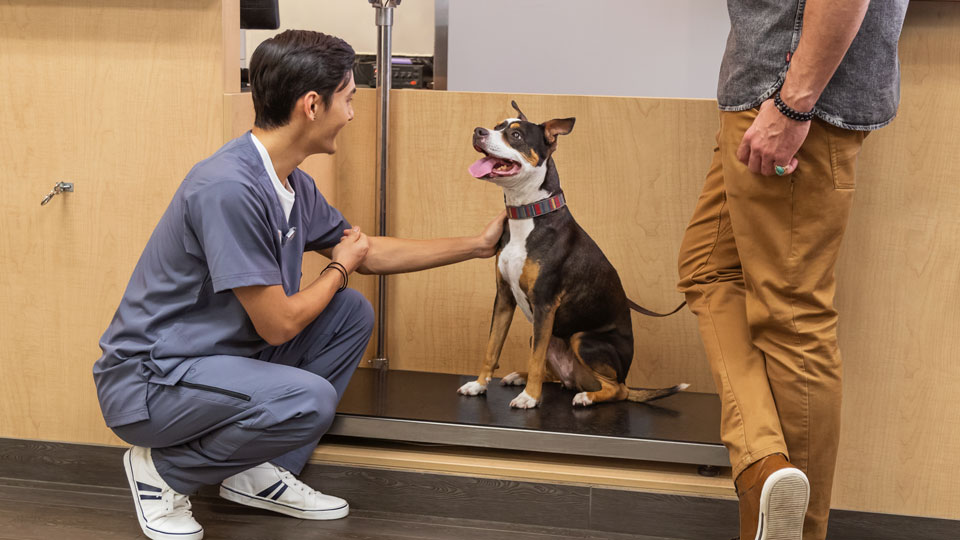 Description
